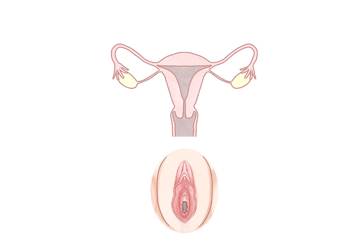 How the internal and external genitalia work Easy-to-understand illustrations