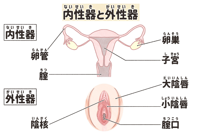 Mechanism and names of female internal and external genitalia Easy-to-understand illustrations in Japanese