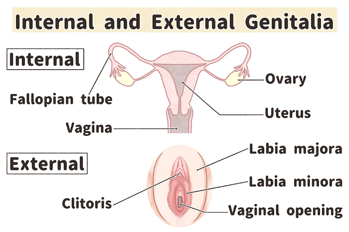 Mechanisms and names of female internal and external genitalia Easy-to-understand English illustrations