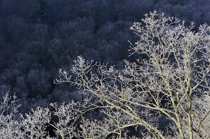 NA Rime ice covers trees, by Al Petteway   Design Pics