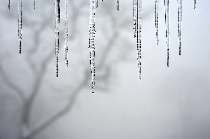 NA Single water droplet falls from icicles with a wintry scene in the blurred background, by Al Petteway   Design Pics