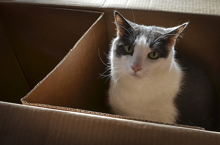 NA Cat sitting in a cardboard box looking at the camera, by Al Petteway   Design Pics
