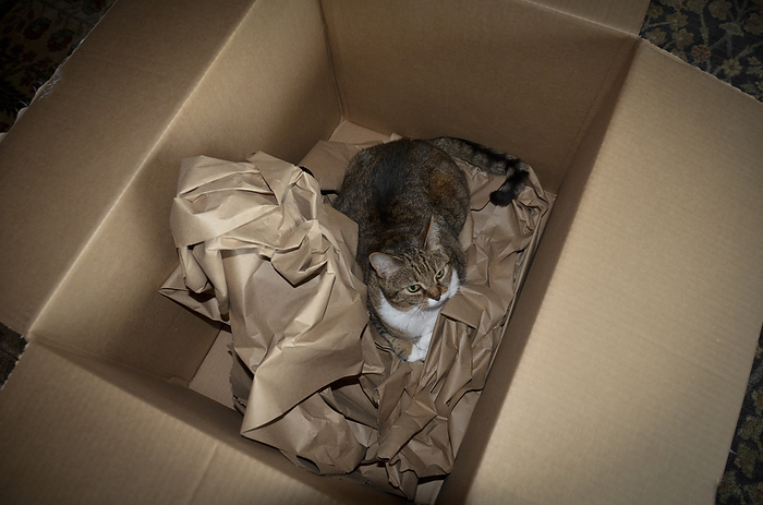 NA Cat hiding in a large cardboard box, by Al Petteway   Design Pics