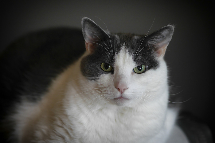 NA A rather overweight white a grey cat with green eyes poses for the camera  Weaverville, North Carolina, United States of America, by Al Petteway   Design Pics
