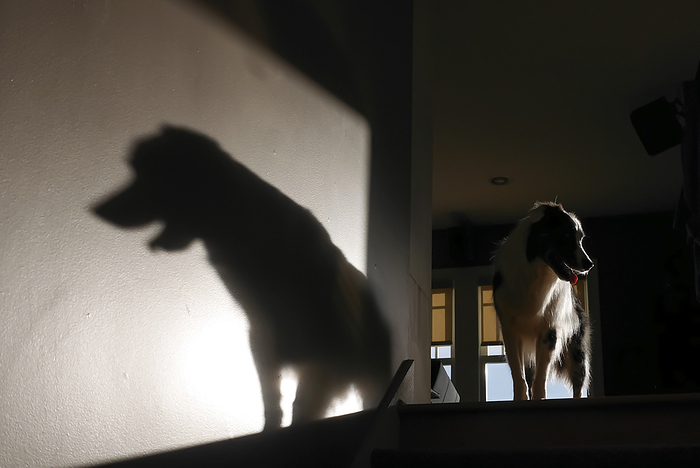 NA Australian Shepherd dog casts an ominous shadow against a wall at the top of a stairway, by Al Petteway   Design Pics