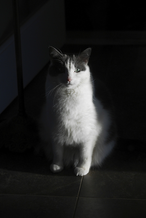 NA Grey and white cat is caught in morning sunlight on a dark background, by Al Petteway   Design Pics