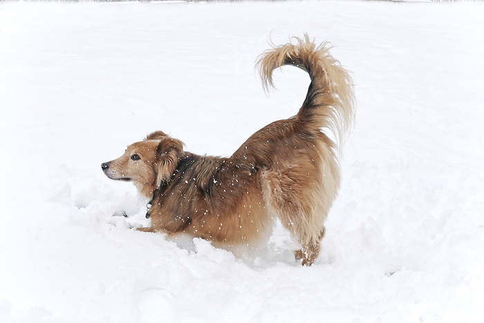 NA Golden retriever collie mix makes a downward dog yoga pose in the snow  Weaverville, North Carolina, United States of America, by Amy D. White   Design Pics