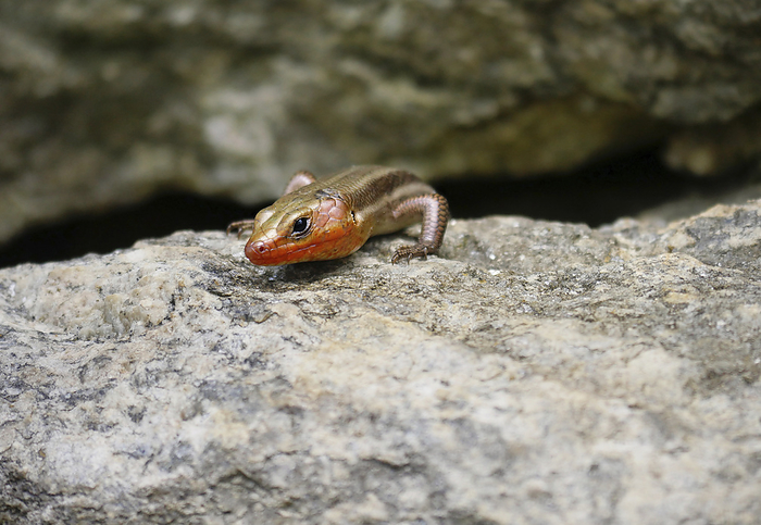 NA Southeastern Five lined Skink  Plestiodon inexpectatus  peers over the edge of a rock  Weaverville, North Carolina, United States of America, by Amy D. White   Design Pics
