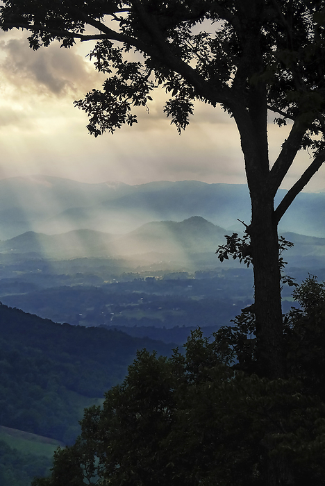 NA Old oak tree in silhouette stands over a mountain valley filled with rays of light at sunset  Weaverville, North Carolina, United States of America, by Amy D. White   Design Pics