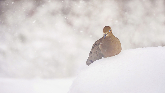 NA Mourning dove  Zenaida macroura  rests in the snow with its eyes closed  Weaverville, North Carolina, United States of America, by Amy D. White   Design Pics