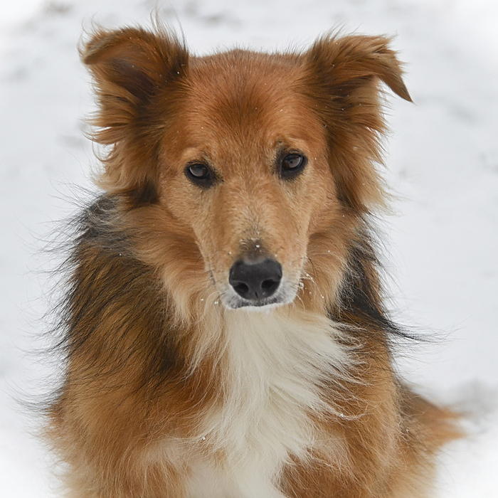 NA Portrait of a mixed breed herding dog in the snow, by Al Petteway   Design Pics