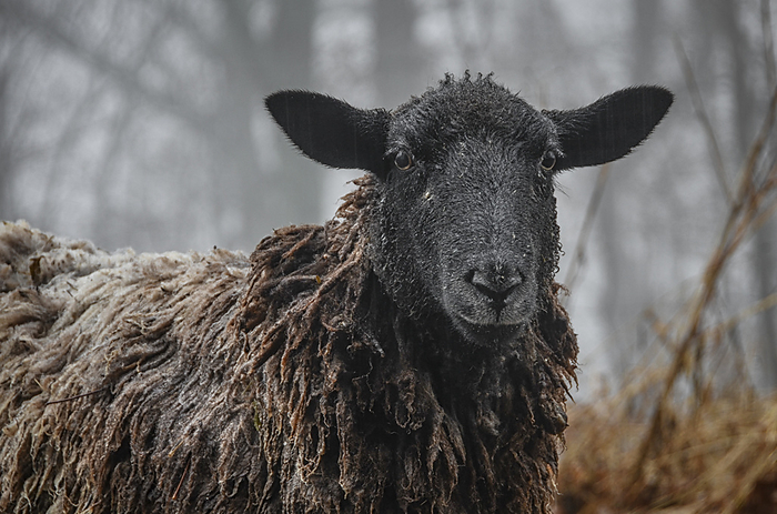 NA Close up portrait of a mixed breed sheep ewe  Ovis aries  in the rain, by Al Petteway   Design Pics