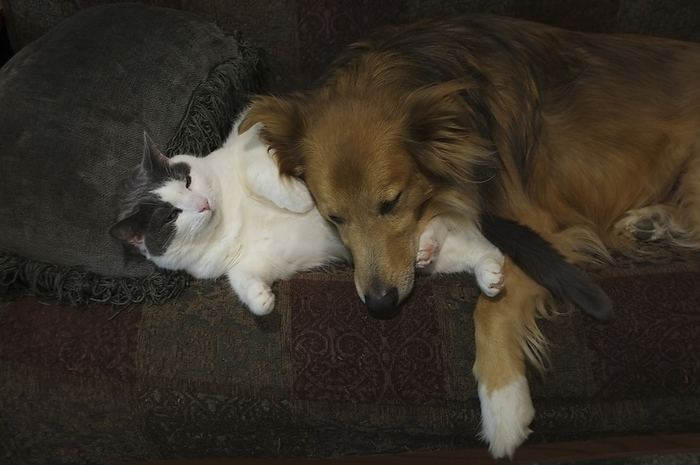 NA Cat and a dog sleep together, by Al Petteway   Design Pics