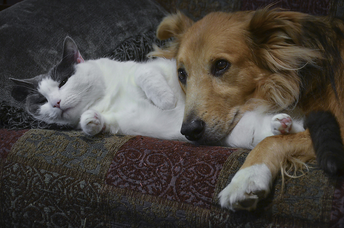 NA Cat and a dog snuggle, by Al Petteway   Design Pics