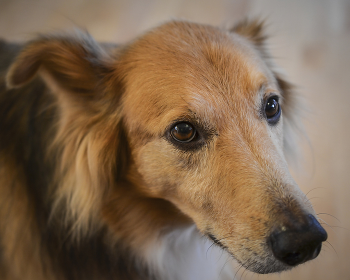 NA Close up portrait of a mixed collie golden retriever dog, by Al Petteway   Design Pics