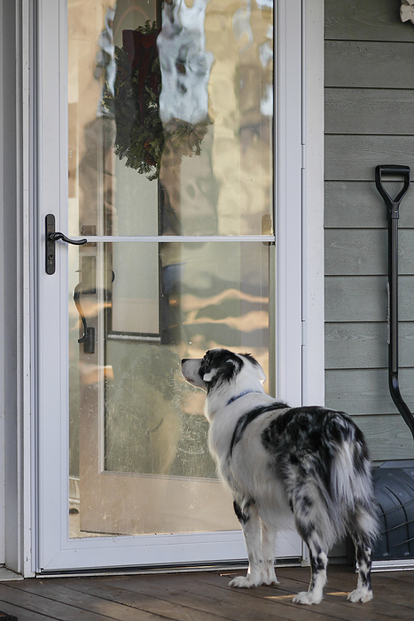 NA Dog stands waiting at the front door of a home, by Al Petteway   Design Pics