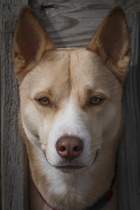 NA Close up portrait of a dog with it s head between fence boards, by Al Petteway   Design Pics