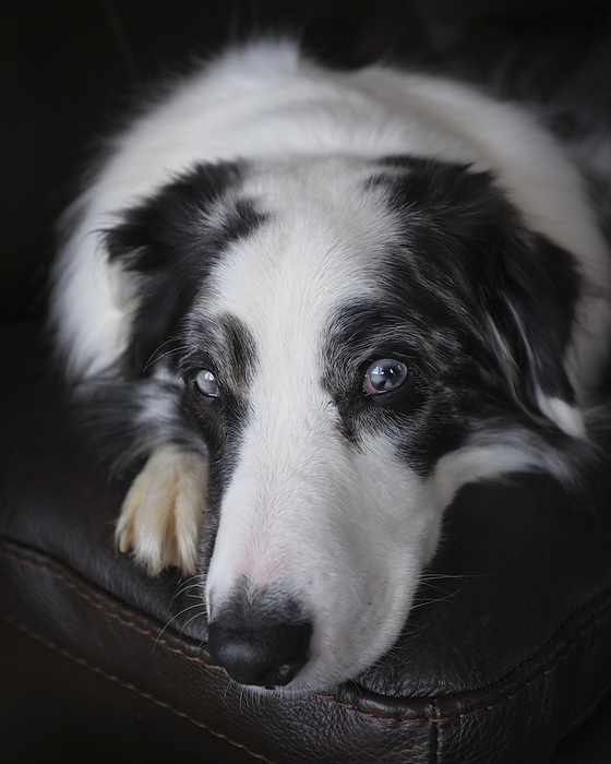 NA Close up portrait of a blue eyed dog resting on furniture, by Al Petteway   Design Pics