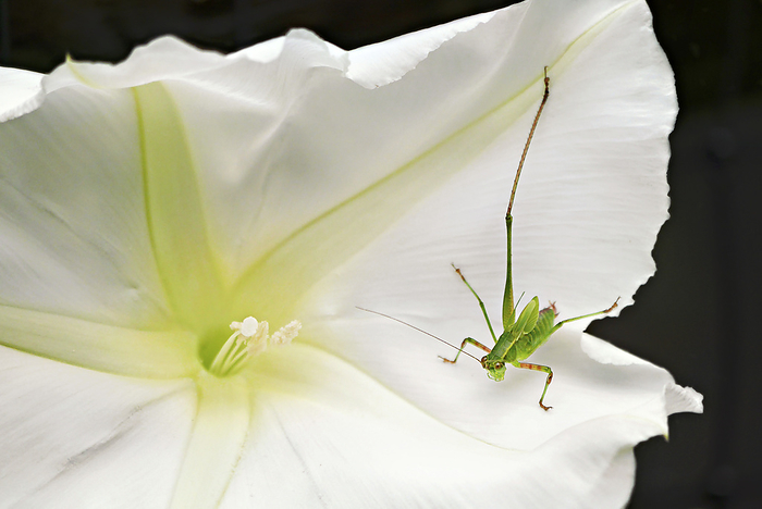 NA Cricket rests on a white moonflower blossom  Weaverville, North Carolina, United States of America, by Amy D. White   Design Pics