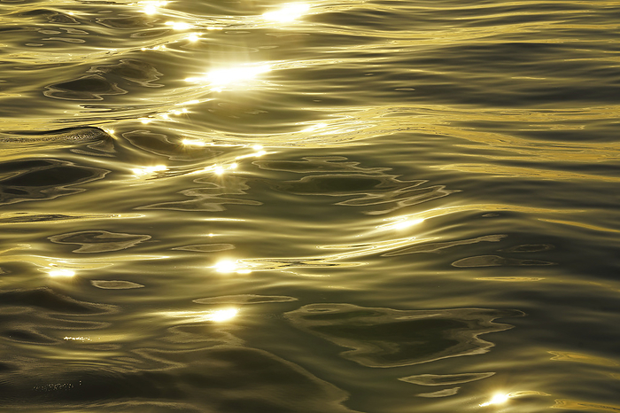 NA Golden sunlight reflected and shimmering on the water s surface, by Bill Banaszewski   Design Pics