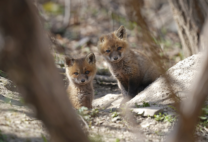 NA Portrait of two Red fox kits  Vulpes vulpes , by Bill Banaszewski   Design Pics