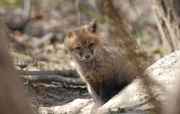 NA Portrait of a Red fox kit  Vulpes vulpes  with one ear, by Bill Banaszewski   Design Pics