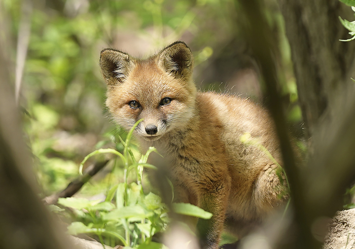 NA Portrait of a Red fox kit  Vulpes vulpes , by Bill Banaszewski   Design Pics