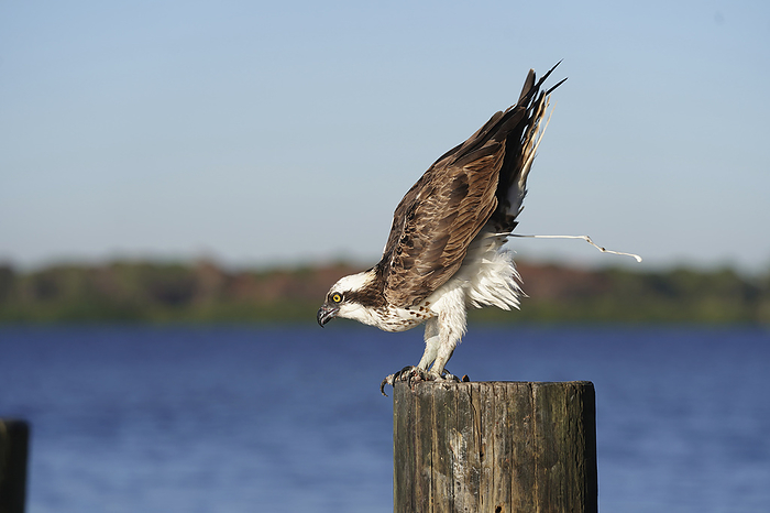 NA Osprey  Pandion haliaetus  defecating as it is perched on a wooden post at the water s edge, by Bill Banaszewski   Design Pics