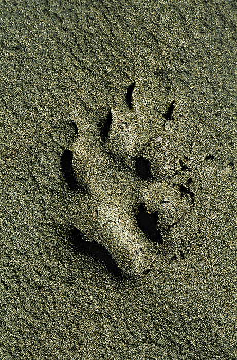 NA Wolf track in the ground along the Firth River in the Canadian Yukon Territory  Yukon, Canada, by Michael Melford   Design Pics