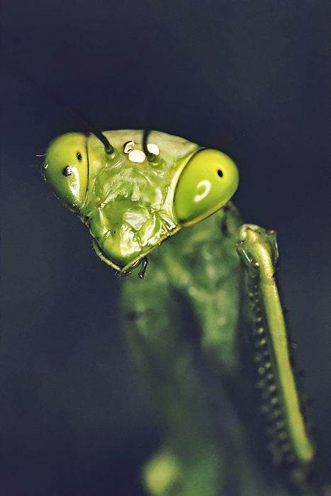 NA Close view of a praying mantis  Costa Rica, by Michael Melford   Design Pics