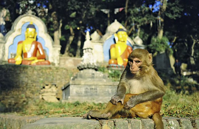 NA Rhesus monkey  Macaca mulatta  at the Swayambhunath Temple in Kathmandu  Kathmandu, Nepal, by Michael Melford   Design Pics