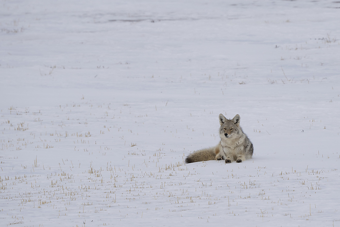 NA Coyote  Canis latrans  laying on a snow covered field in a wintry landscape near Val Marie  Saskatchewan, Canada, by Robert Postma   Design Pics