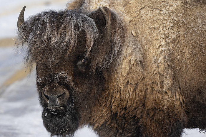 NA Bison with great hair looking at the camera and standing in the snow in Grasslands National Park  Val Marie, Saskatchewan, Canada, by Robert Postma   Design Pics