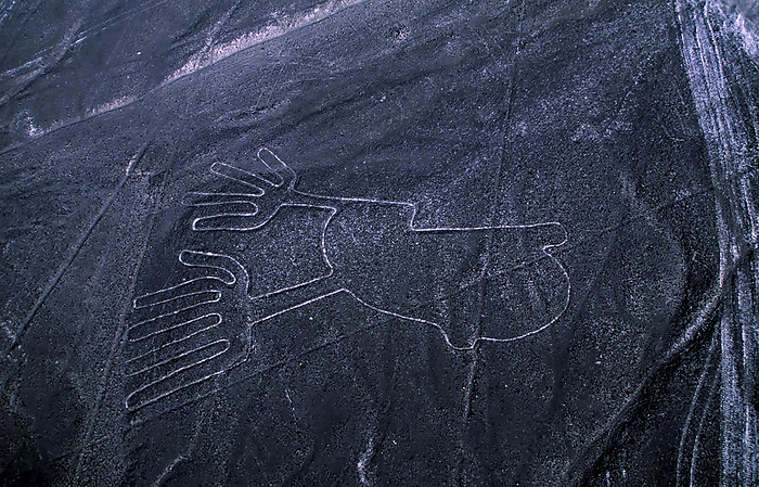 NA Mysterious Nazca lines form strange two footed animal figures in the desert of Peru. Many creatures as well as geometric shapes run for miles and are best seen from the air. They were made by exposing lighter colored soil when sun baked stones were moved and piled up. Anthropologists believe the Nazca culture that created them began around 100 B.C. and flourished from A.D. 1 to 700  Nazca, Peru, by Melissa Farlow   Design Pics
