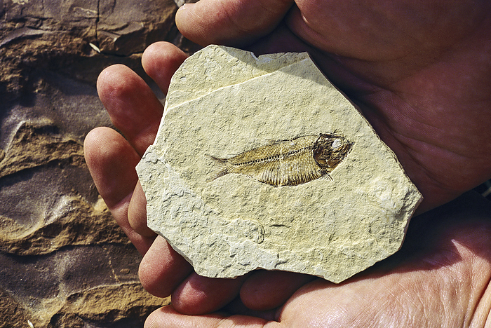 NA Fish fossil is held in the palm of a hand. Some of the world s best preserved fossils are found in the Fossil Butte National Monument on flat topped ridges of southwestern Wyoming s cold sagebrush desert. Discoveries from the ancient lake sediments the Eocene Green River Formation of Fossil Basin are world renowned  Wyoming, United States of America, by Melissa Farlow   Design Pics