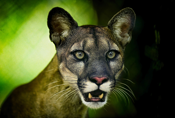 NA Close up portrait of a Florida panther  Felis concolor coryi   Florida, United States of America, by Melissa Farlow   Design Pics