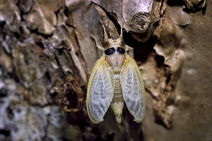 NA Cicada is vulnerable after shedding its larval skin.  Cicadas emerge from underground as nymphs, which is a juvenile stage in their life cycle, and molt to grow into a larger protective exoskeleton  Whitesville, West Virginia, United States of America, by Melissa Farlow   Design Pics