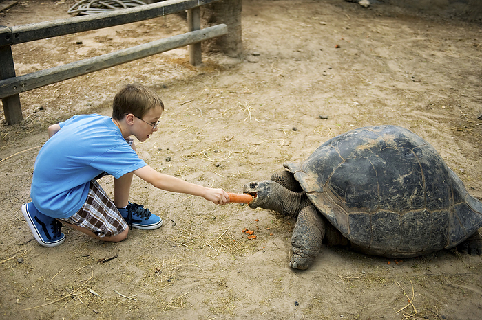 JOSAR_coltman_andrew Boy feeding a carrot to a Galapagos tortoise  Testudo marginata  at a zoo  Brownsville, Texas, United States of America, by Joel Sartore Photography   Design Pics