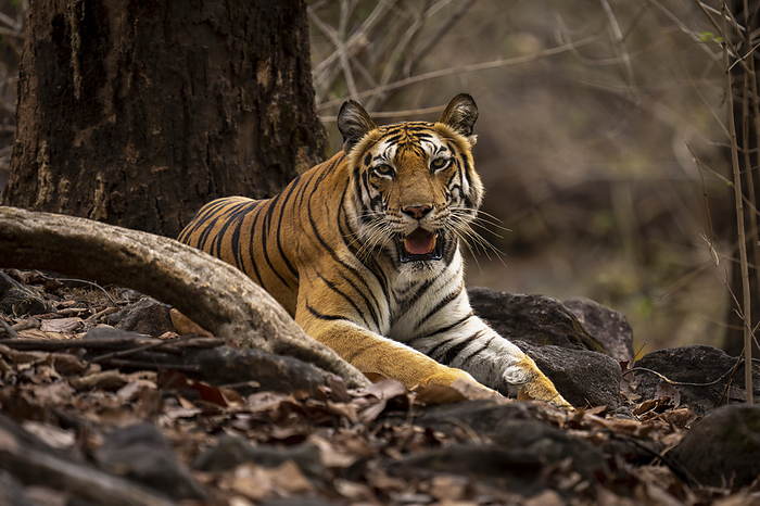 NA Portrait of Bengal tiger  Panthera tigris tigris  lying on ground amongst roots in forest, looking at the camera  Madhya Pradesh, India, by Nick Dale   Design Pics