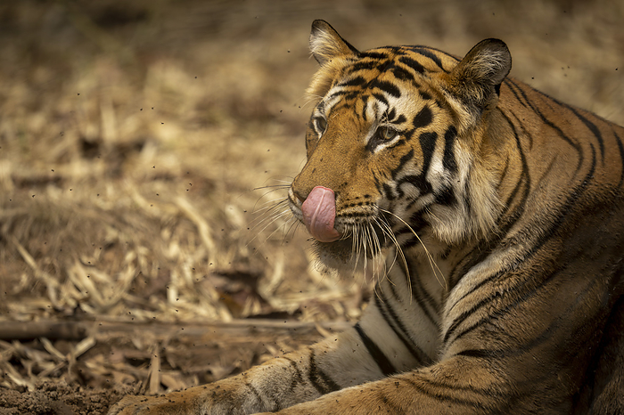 NA Close up portrait of a Bengal tiger  Panthera tigris tigris  lying on the ground licking its nose  Madhya Pradesh, India, by Nick Dale   Design Pics