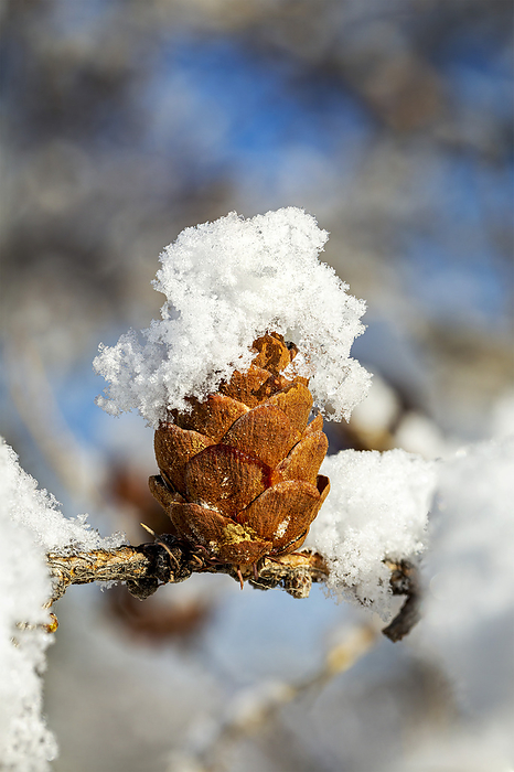 N A Extreme close up of a single, snow covered larch cone  Larix  on a branch with a blurred background  Calgary, Alberta, Canada, by Michael Interisano   Design Pics