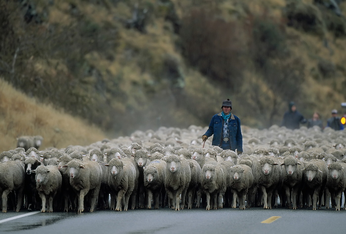 NA Man herds his sheep  Ovis aries  down a public road near Riggins, Idaho, USA  Riggins, Idaho, United States of America, by Michael Melford   Design Pics