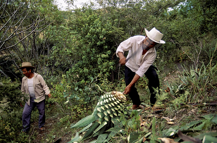 NA Workers collect wild agave in rural Oaxaca where 80  of the mescal made in Mexico. They produce 1,000 liters of mescal a month at the small factory. They cut 8 year old wild maguey instead of domestic plants with machetes they wear on their belts  Tiacolula, Oaxaca, Mexico, by Melissa Farlow   Design Pics
