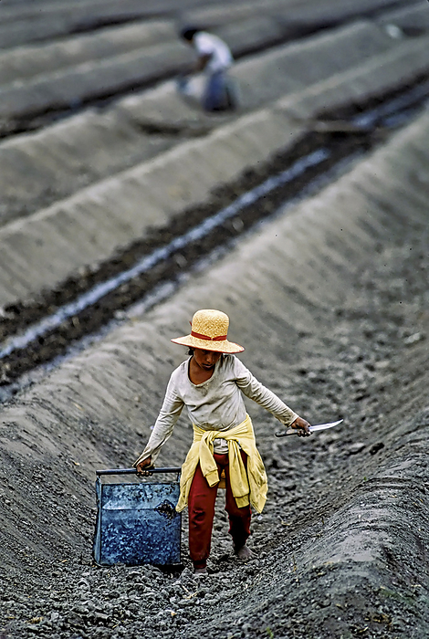 NA Young girl carries a heavy load as she cuts and plants asparagus shoots and buries them with sand in an agricultural area south of Lima. The plants are deeply covered with soil and remain white from lack of sun light, which some find a gourmet delicacy  Peru, by Melissa Farlow   Design Pics