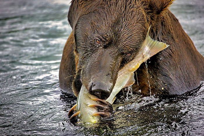 NA Brown bear s claws  Ursus arctos  hang onto the salmon in Kuril Lake.  Grizzly bears need to eat about 40 fish a day to put on weight to make it through the winter.  Brown bears in Kamchatka can be 7 to 9 feet in length and weigh 700 800 pounds. Species U. arctic, Genus Ursus.  Kamchatka has the highest density of brown bears in the world, with almost 15,000 on the Russian peninsula  Kamchatka, Russia, by Randy Olson   Design Pics