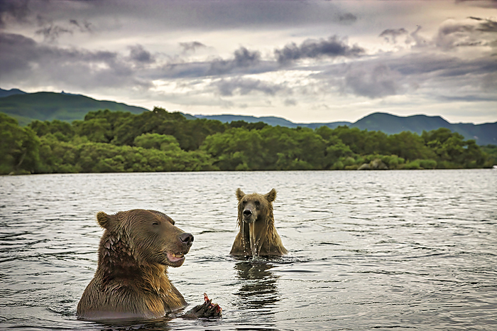 NA Brown bears  Ursus arctos  fish for salmon in Kuril Lake. So many salmon pink, chum, sockeye, coho, chinook, and masu flood the waters that typically solitary brown bears crowd together  Kamchatka, Russia, by Randy Olson   Design Pics