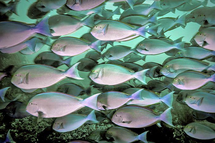 NA Surgeonfish aggregate on the north coast of Komodo Island. Surgeonfishes are small scaled, with a single dorsal fin and one or more distinctive, sharp spines that are located on either side of the tail base and can produce deep cuts. They are primarily algae eaters  Komodo Island, Indonesia, by Randy Olson   Design Pics