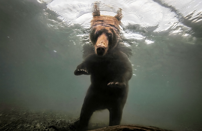 NA Brown bear  Ursus arctos  fishing for salmon in Kuril Lake, Kurilskoye Lake Preserve  Kamchatka, Russia, by Randy Olson   Design Pics