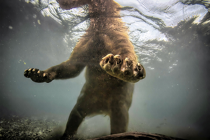 NA Brown bear  Ursus arctos  fishing for salmon, with a close up view of it s massive paws, in Kuril Lake, Kurilskoye Lake Preserve  Kamchatka, Russia, by Randy Olson   Design Pics