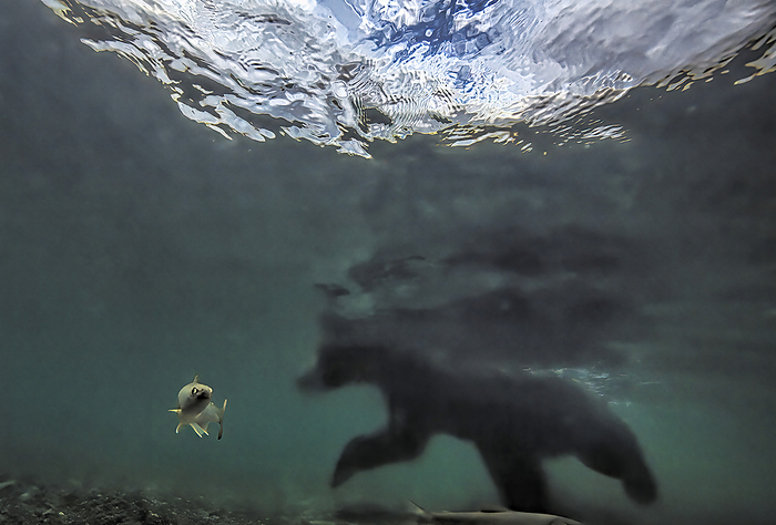 NA Salmon swims away from a Brown bear  Ursus arctos  that is for salmon in Kuril Lake, Kurilskoye Lake Preserve  Kamchatka, Russia, by Randy Olson   Design Pics